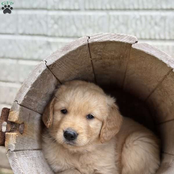 Pierre, Golden Retriever Puppy