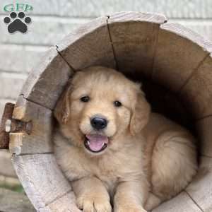 Pierre, Golden Retriever Puppy