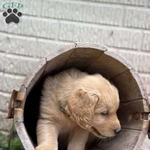 Pierre, Golden Retriever Puppy