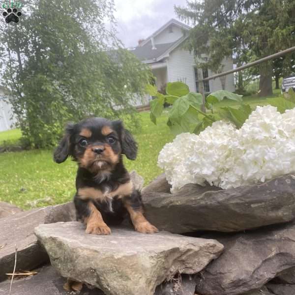 Tona, Cavalier King Charles Spaniel Puppy