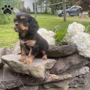 Tona, Cavalier King Charles Spaniel Puppy