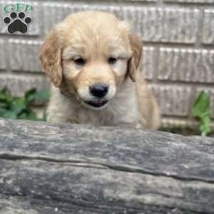 Mossley, Golden Retriever Puppy