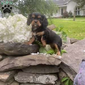 Tona, Cavalier King Charles Spaniel Puppy
