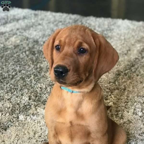Tucker, Fox Red Labrador Retriever Puppy