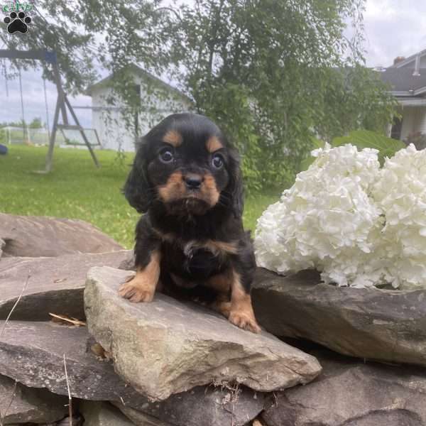 Tammy, Cavalier King Charles Spaniel Puppy