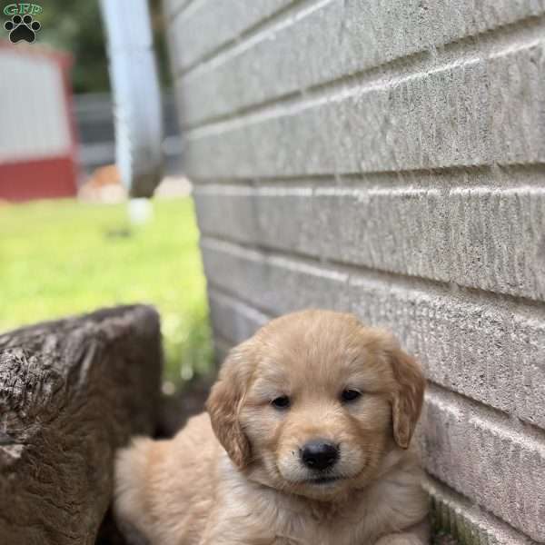 Mossley, Golden Retriever Puppy