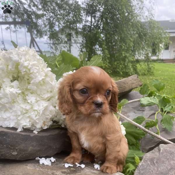 Tanner, Cavalier King Charles Spaniel Puppy