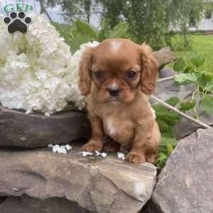 Tanner, Cavalier King Charles Spaniel Puppy