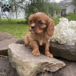 Tanner, Cavalier King Charles Spaniel Puppy