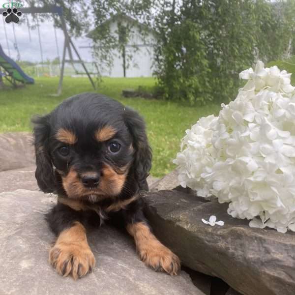 Trooper, Cavalier King Charles Spaniel Puppy