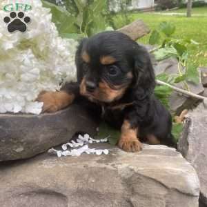 Trooper, Cavalier King Charles Spaniel Puppy