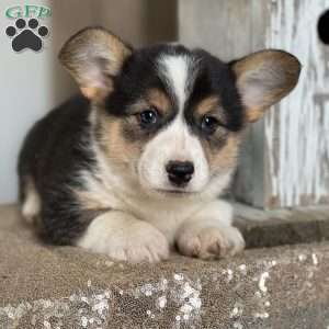 Bella, Pembroke Welsh Corgi Puppy