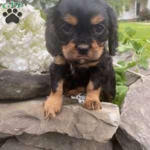 Trooper, Cavalier King Charles Spaniel Puppy
