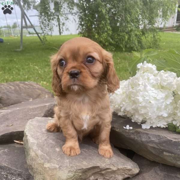 Teddy, Cavalier King Charles Spaniel Puppy