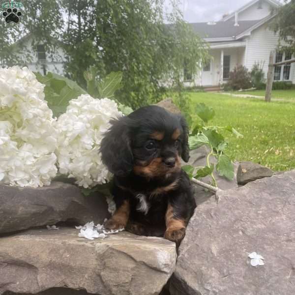 Tucker, Cavalier King Charles Spaniel Puppy