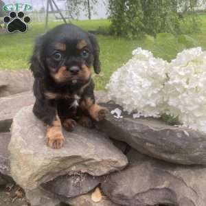 Tucker, Cavalier King Charles Spaniel Puppy