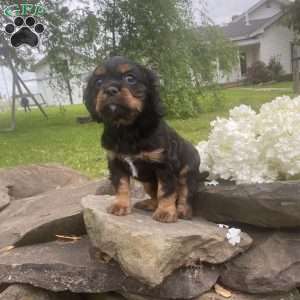Tucker, Cavalier King Charles Spaniel Puppy