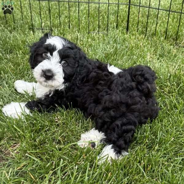 Jax, Mini Bernedoodle Puppy