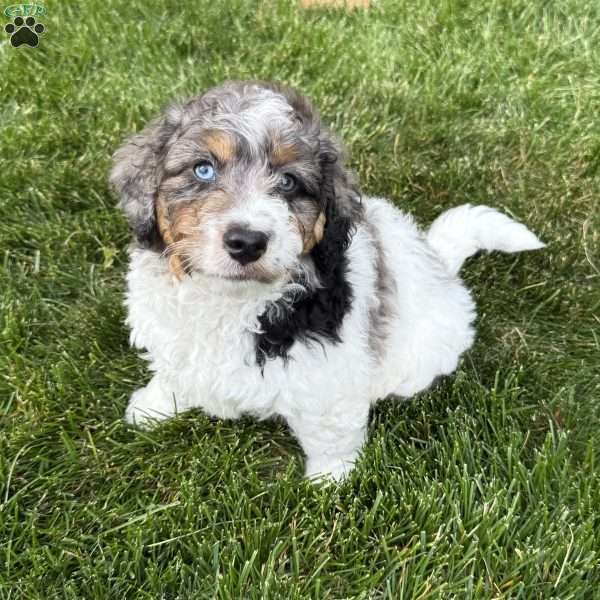 Archer, Mini Bernedoodle Puppy