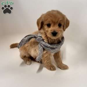 Archie, Mini Goldendoodle Puppy