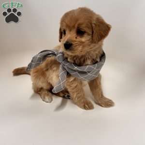 Archie, Mini Goldendoodle Puppy