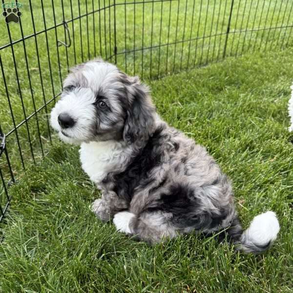 Koda, Mini Bernedoodle Puppy