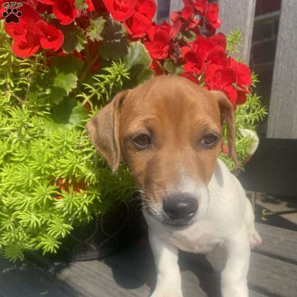 Tiny Tim, Jack Russell Terrier Puppy