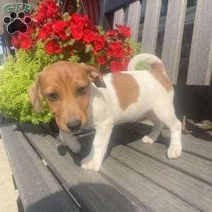 Rover, Jack Russell Terrier Puppy