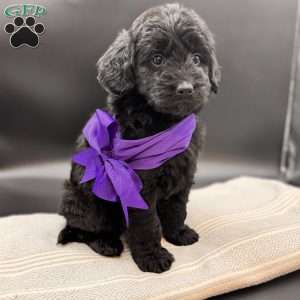 Beauty, Mini Goldendoodle Puppy