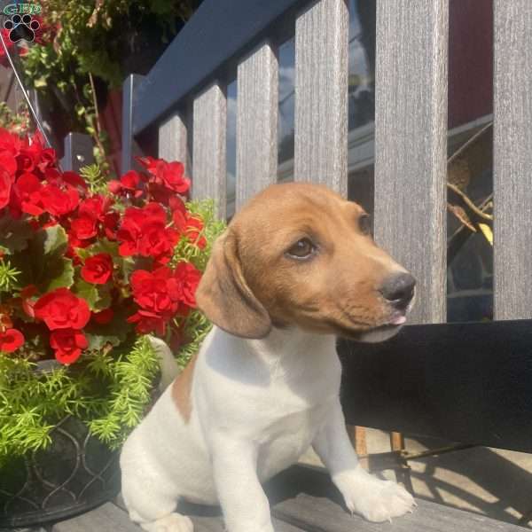 Rover, Jack Russell Terrier Puppy