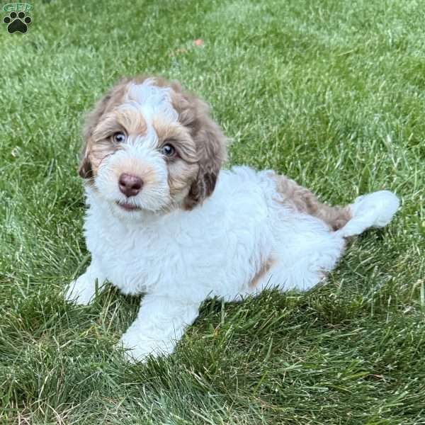 Millie, Mini Bernedoodle Puppy