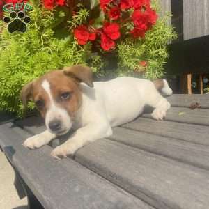 Lucky, Jack Russell Terrier Puppy