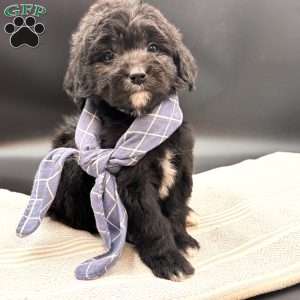 Caine, Mini Goldendoodle Puppy