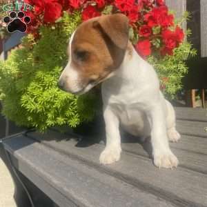 Lucky, Jack Russell Terrier Puppy