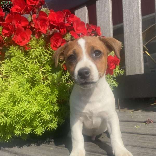 Lucky, Jack Russell Terrier Puppy