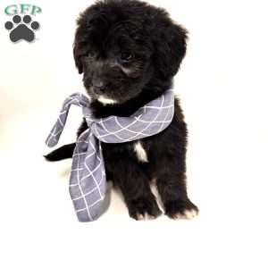 Caine, Mini Goldendoodle Puppy