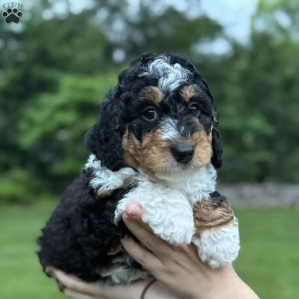 Gracie, Mini Bernedoodle Puppy