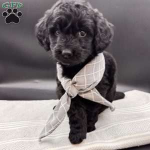 Barley, Mini Goldendoodle Puppy