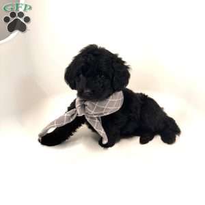Barley, Mini Goldendoodle Puppy