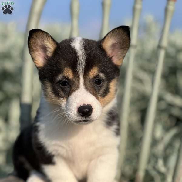 Francine, Pembroke Welsh Corgi Puppy