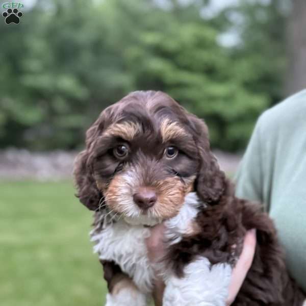 Izzy, Mini Bernedoodle Puppy