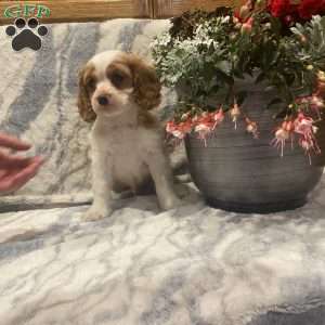 Cupcake, Cocker Spaniel Mix Puppy