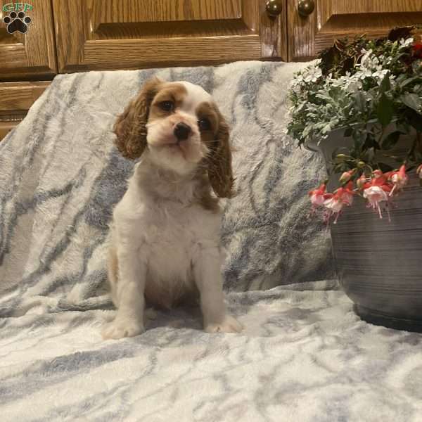 Cupcake, Cocker Spaniel Mix Puppy