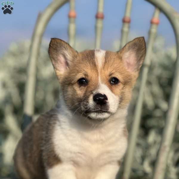 Ford, Pembroke Welsh Corgi Puppy