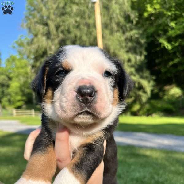 Brody, Greater Swiss Mountain Dog Puppy