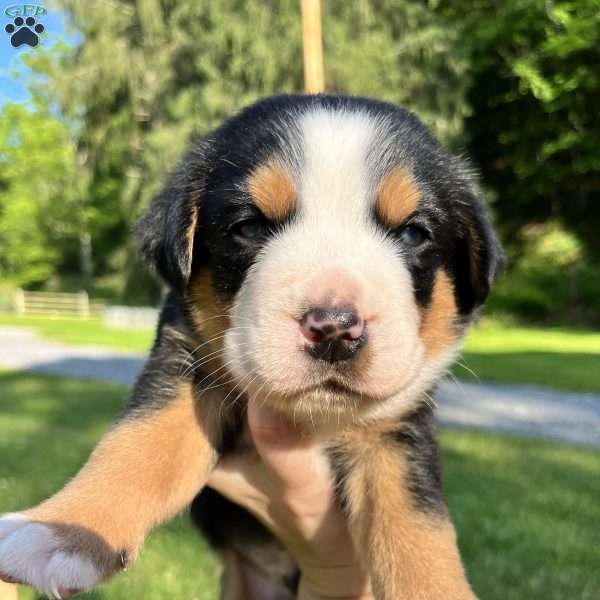 Buster, Greater Swiss Mountain Dog Puppy