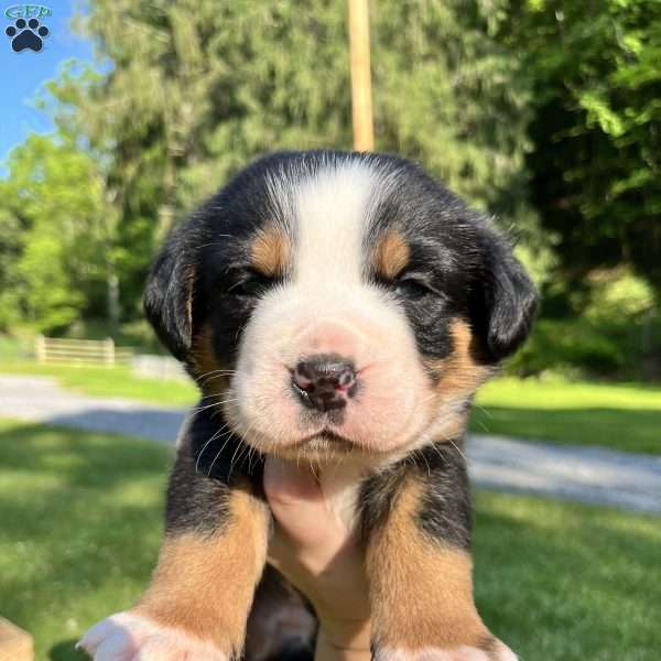 Benji, Greater Swiss Mountain Dog Puppy