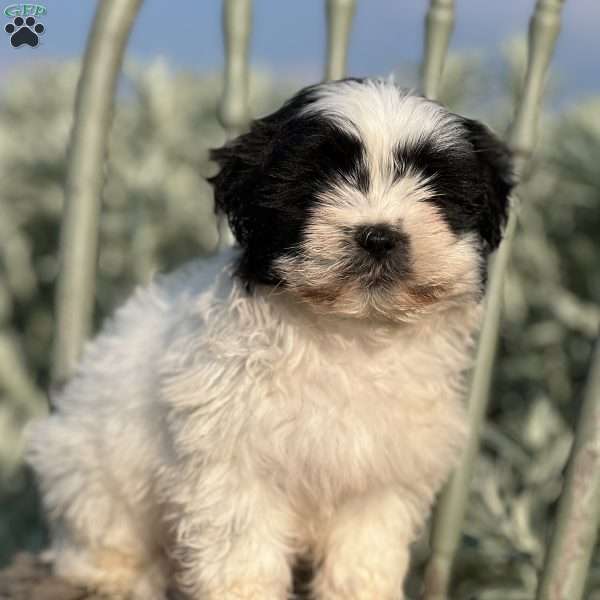 Rose, Teddy Bear Puppy