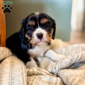 Bluey, Cavalier King Charles Spaniel Puppy