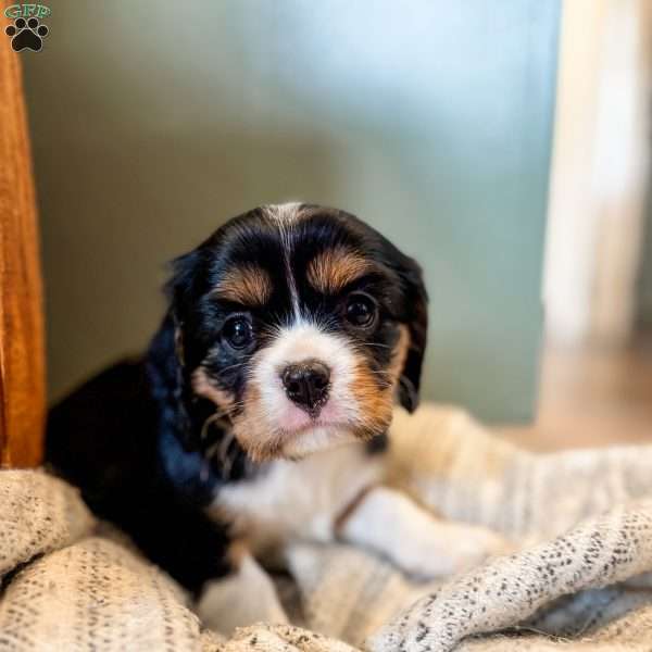 Bluey, Cavalier King Charles Spaniel Puppy